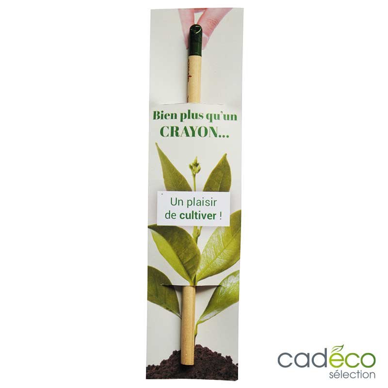 Crayon à papier à planter publicitaire BASILIC