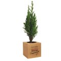 Zoom sur le sapin Plante publicitaire LONGUEUIL