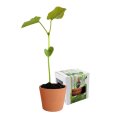 Kit de plantation graine gravée MIRABELLE avec plante et boite